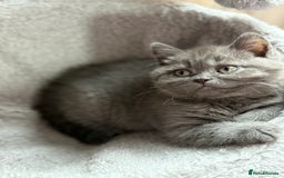 Mixed Breed cats for sale: Beautiful fur babies BSH x Scottish Straight - Image 6