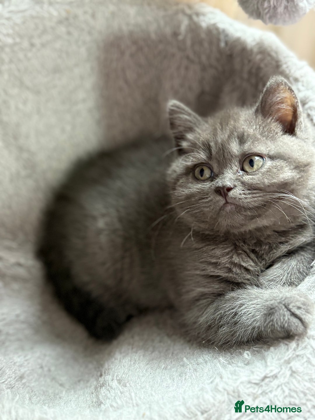 Mixed Breed cats for sale: Beautiful fur babies BSH x Scottish Straight - Image 6