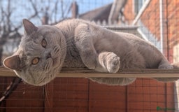 British Shorthair cats for sale: Best quality Gccf registered lilac kittens  - Image 20
