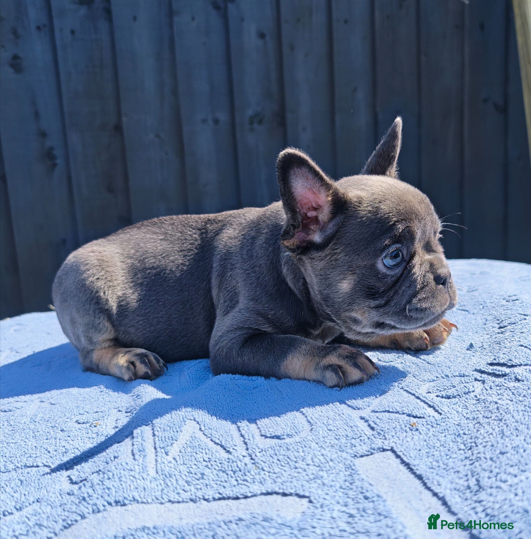 French Bulldog dogs Small and stocky french bulldogs  - Advert 2
