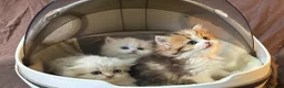Munchkin cats for sale: TICA registered munchkin kittens  - Advert 8