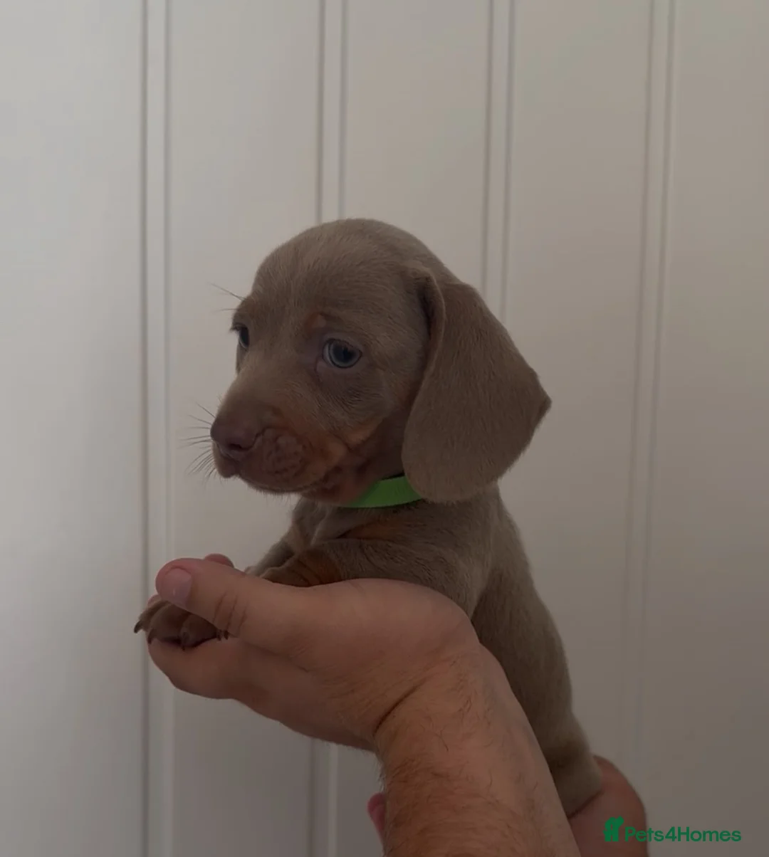 Miniature Dachshund dogs for sale: Miniature dachshunds KC  - Advert 5
