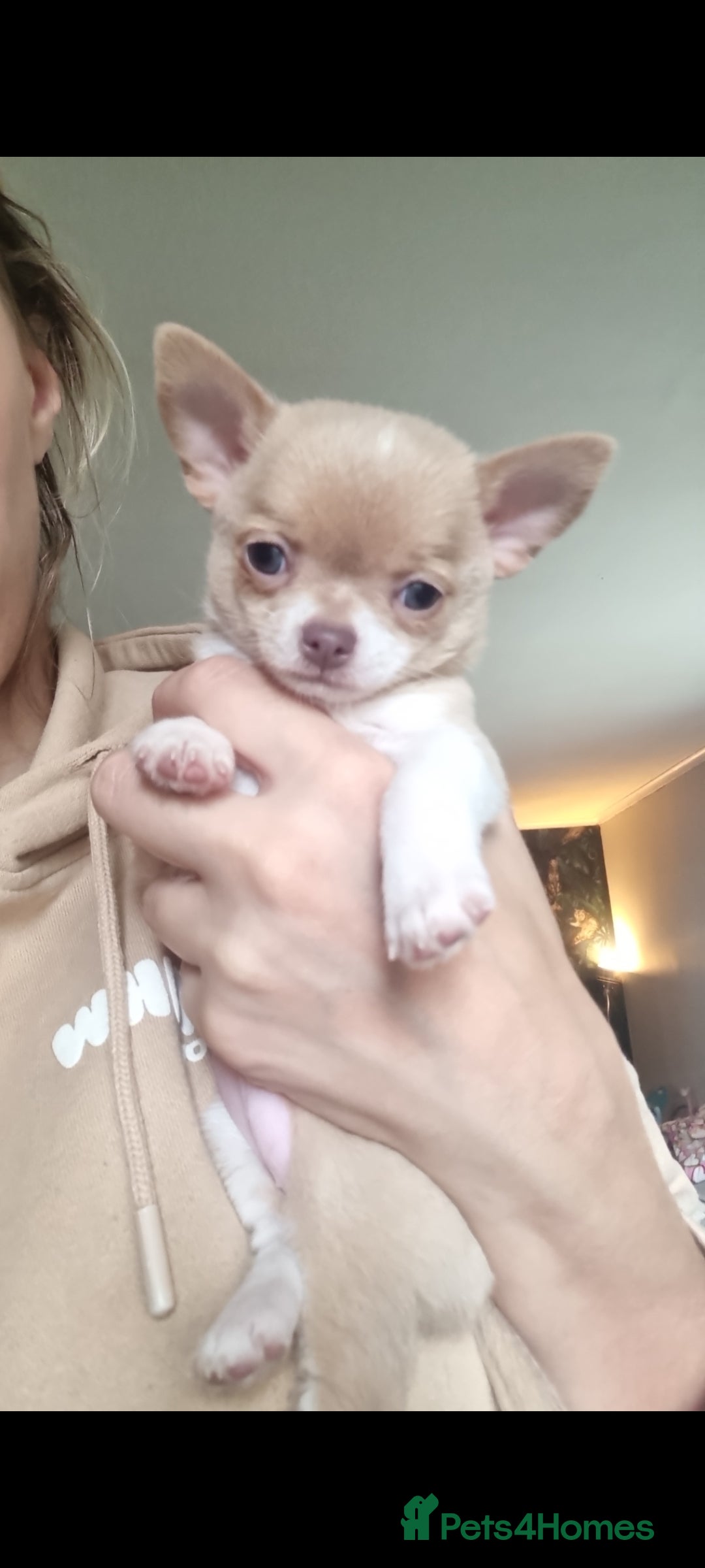 Chihuahua dogs for sale: Exquisite Chihuahua puppies - Image 10