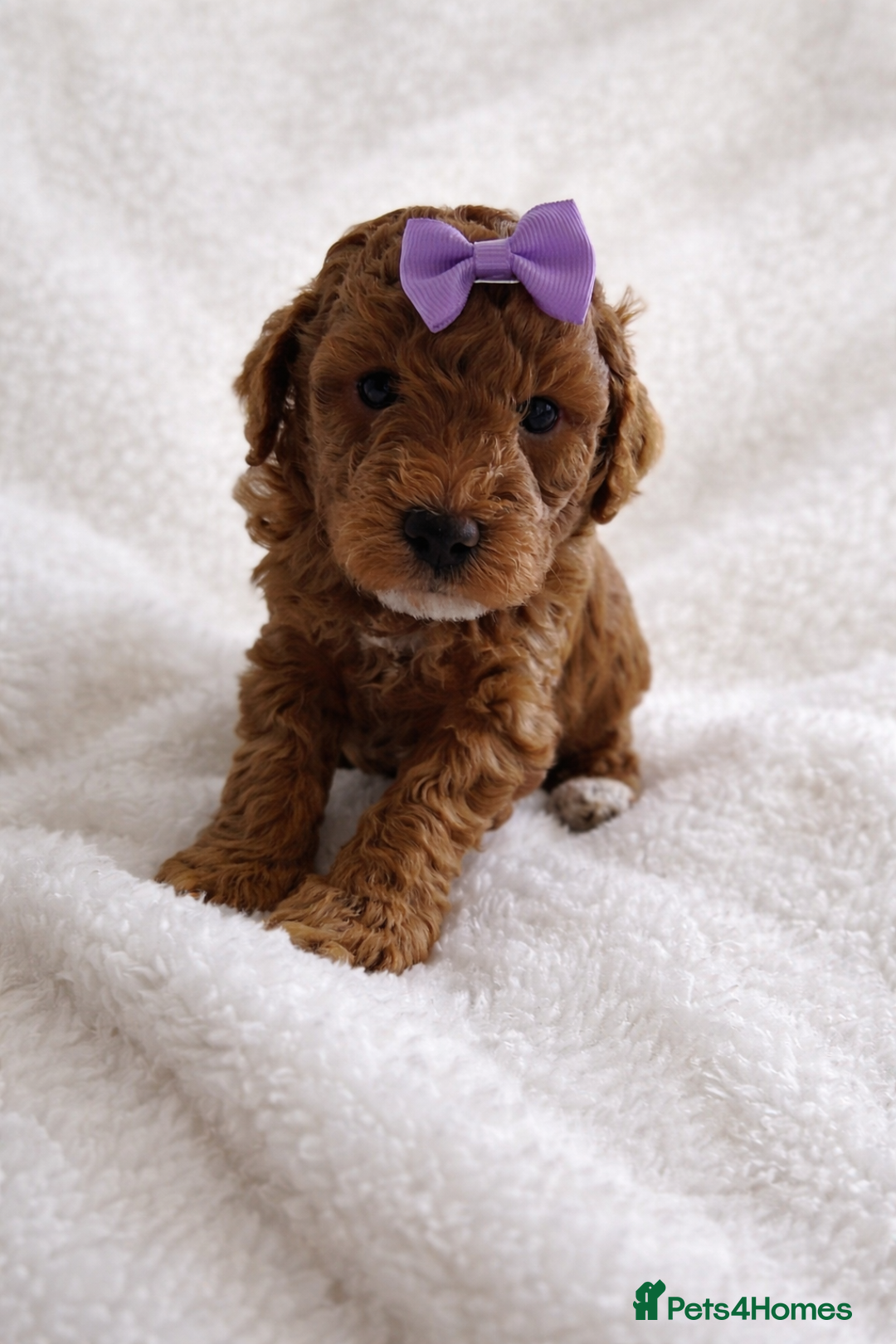 Cockapoo dogs for sale: Cockapoo Boys - Advert 8