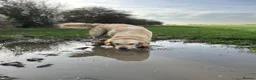 Golden Retriever dogs for stud: Handsome KC registered golden retriever for stud  - Advert 3