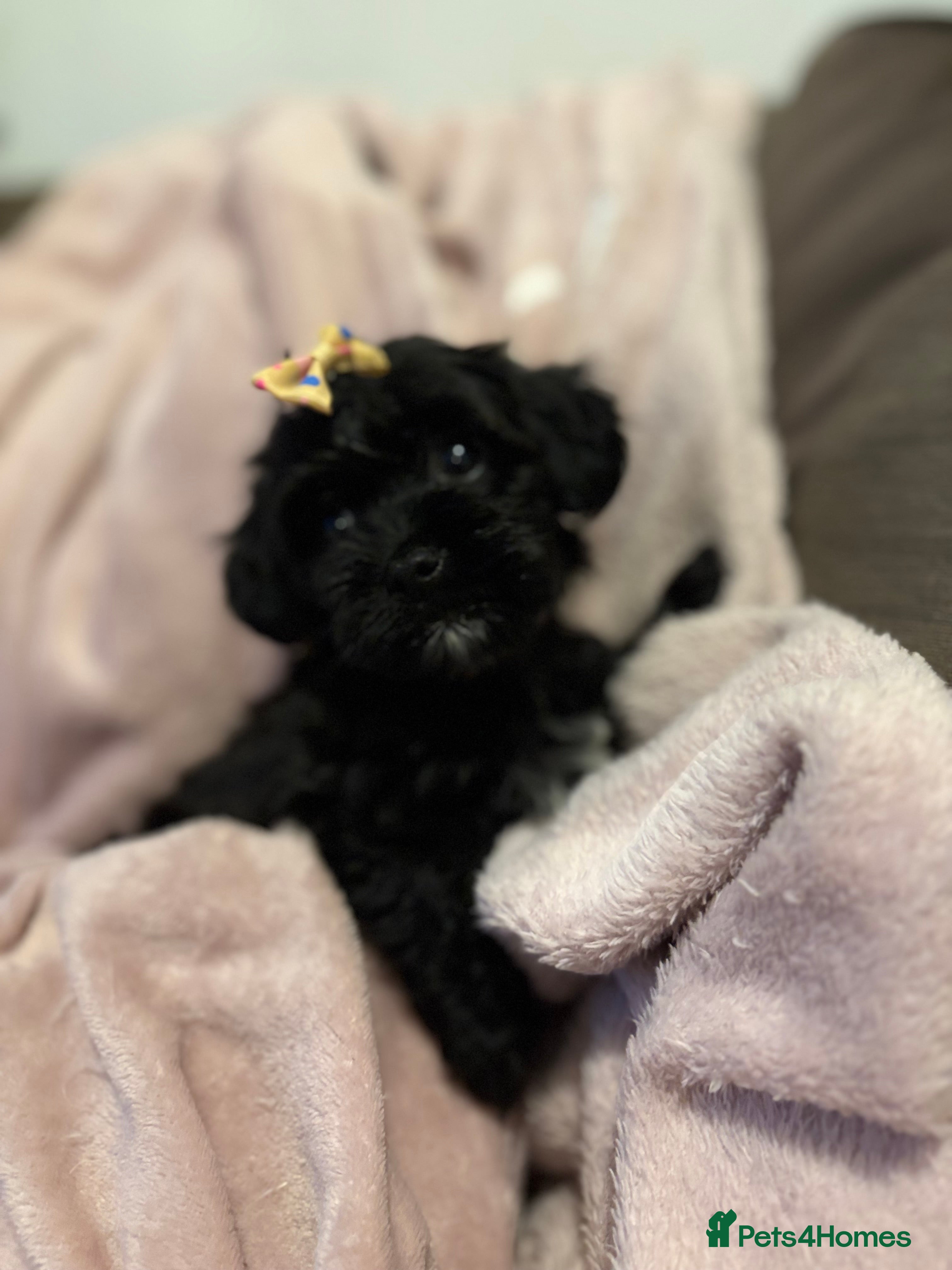 Chipoo dogs Beautifully brave tiny rare chipoos  - Advert 1