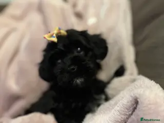 Chipoo dogs Beautifully brave tiny rare chipoos - Advert 1