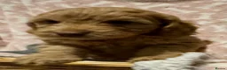 Cockapoo dogs for sale: F1 show type cockapoo puppies  - Advert 8