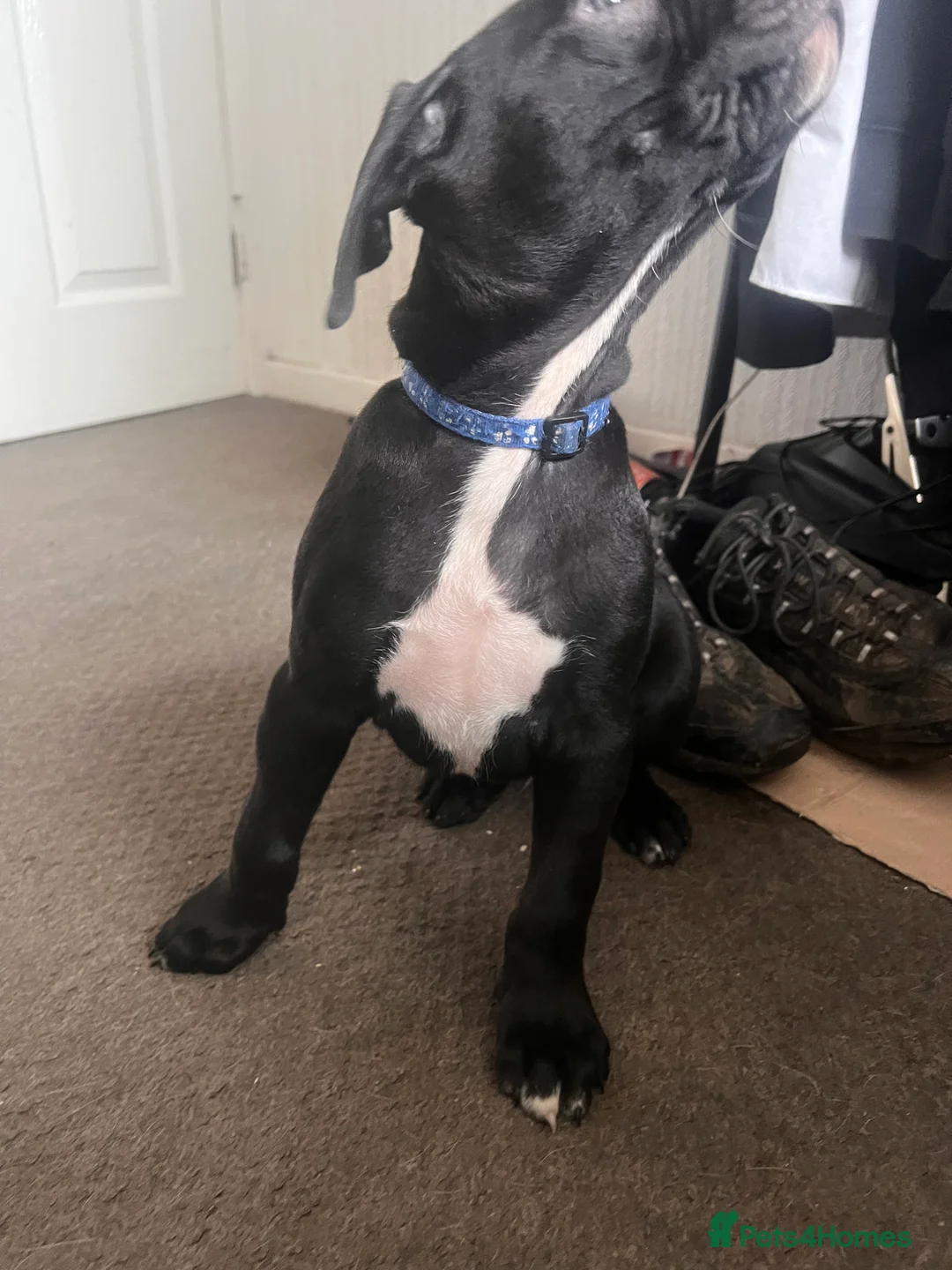 Mixed Breed dogs for sale: 8 Beautiful Mastiff x Staff x Black Mouth Cur Pups - Advert 18
