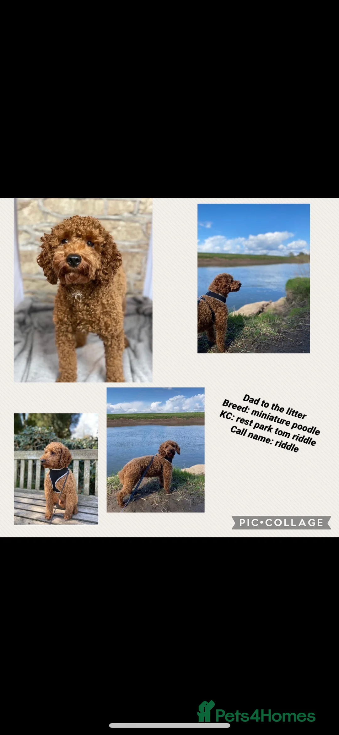 Miniature Poodle dogs for stud: extensively health tested red mini poodle in Swansea - Advert 4