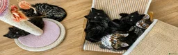 Mixed Breed cats for sale: Beautiful Ragdoll Mix Kittens.Ready 9th September  - Advert 10