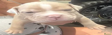 American Bully 6