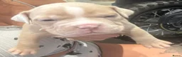American Bully dogs for sale: Pocket bully puppies - Advert 7