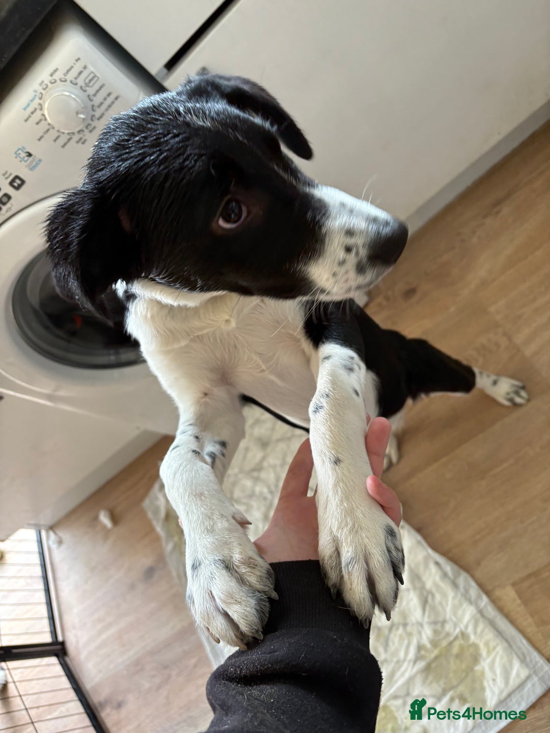 Sprollie dogs for sale: 4month old Sprollie  - Image 4