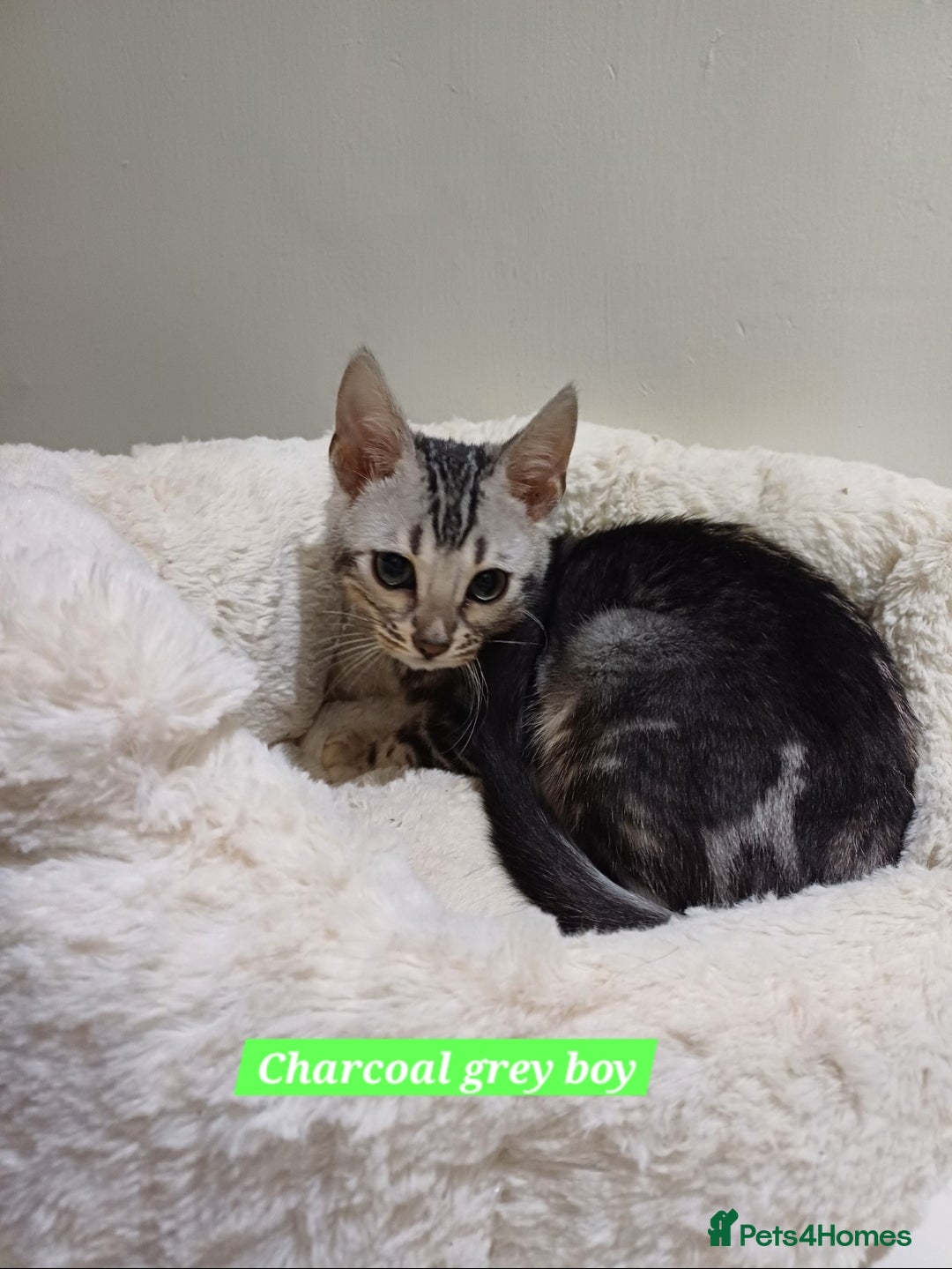 Mixed Breed cats for sale: Bengal beauties *Ready* - Advert 2