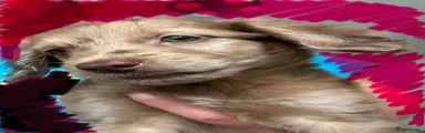RED MERLE