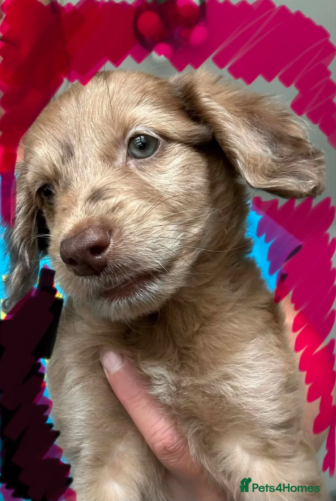 Goldendoodle dogs for sale: Goldendoodles - Ready to leave this weekend - Advert 20