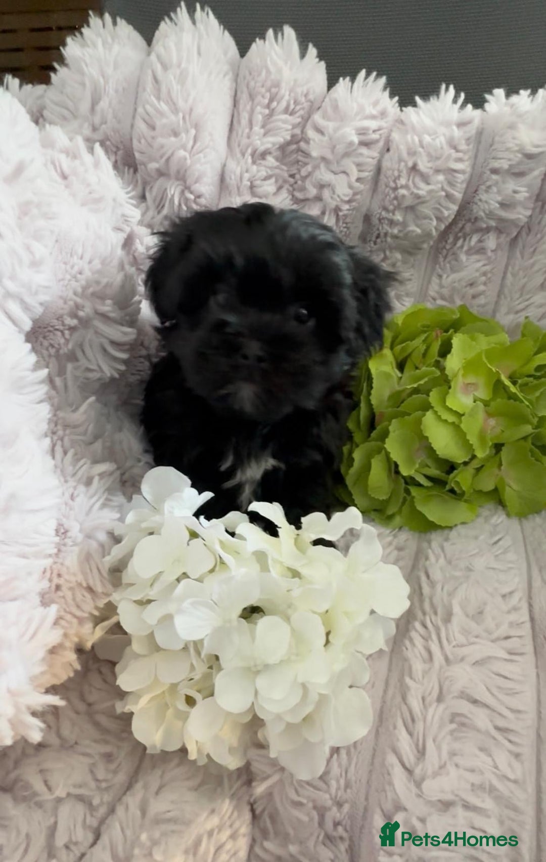 Shih Tzu dogs for sale: Rare imperial black Shih Tzu - Advert 3