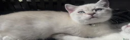 British Longhair cats for sale: British Shorthair Colourpointed Kittens  - Advert 8