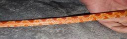 Corn Snake reptiles for sale: Amelanistic baby cornsnakes  - Advert 5