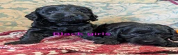 Cockapoo dogs for sale: Licensed breeder, health tested F1 cockapoos - Advert 17