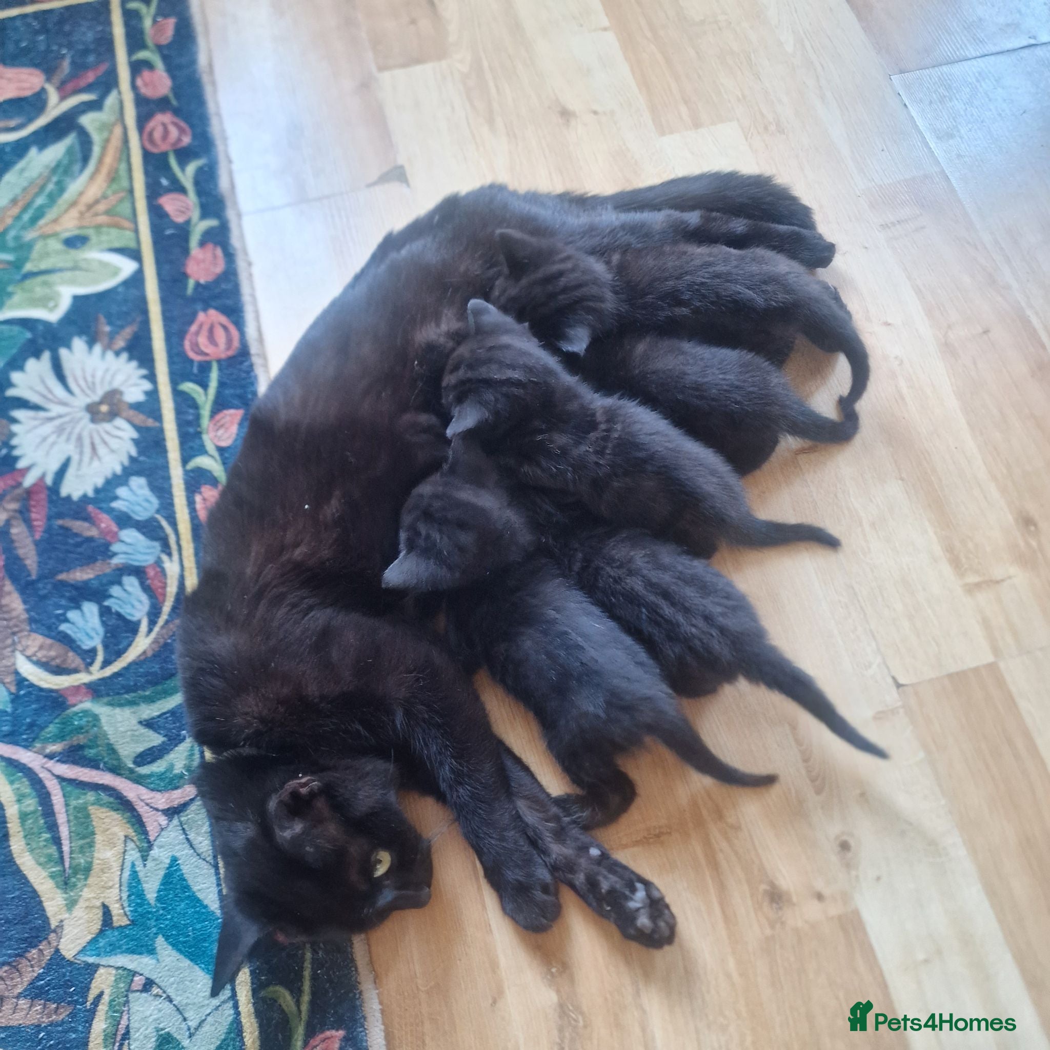 Mixed Breed cats 5 beautiful black kittens 10weeks 2xfemales 3xmale - Advert 7