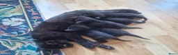 Mixed Breed cats for sale: 5 beautiful black kittens 10weeks 2xfemales 3xmale in Stockport - Advert 1