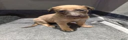 Lurcher dogs for sale: Lovely Lurcher Puppies - Advert 4