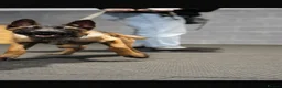 Belgian Shepherd Dog dogs for sale: 1 year old female Belgian malinos  - Advert 18