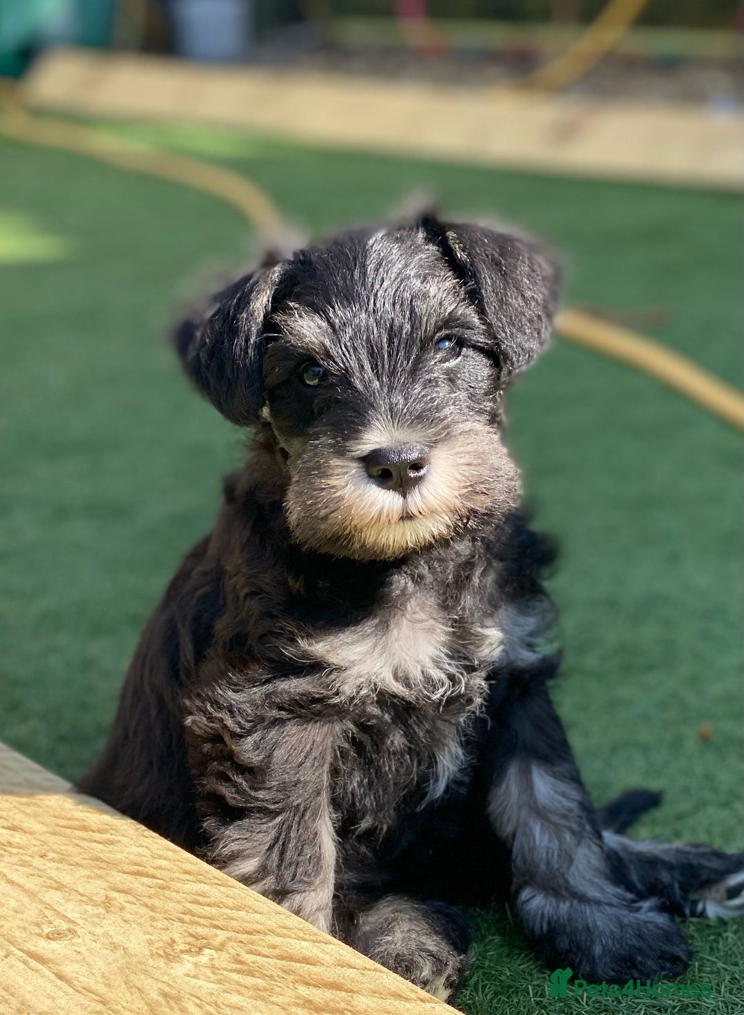Miniature Schnauzers Schnauzer Mix Puppies Near Me Black Miniature