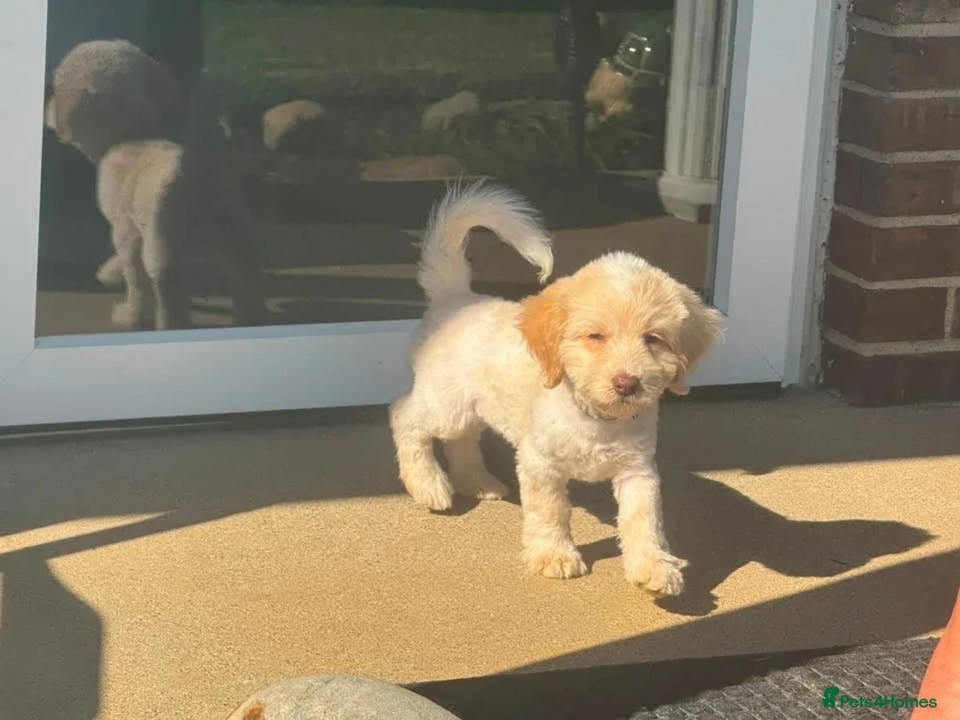 Mini Goldendoodle dogs for sale: Meet my adorable little girl! 🐾❤️ - Advert 7