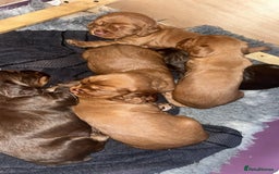 Cocker Spaniel dogs for sale: Working cocker spaniel pups  - Image 6