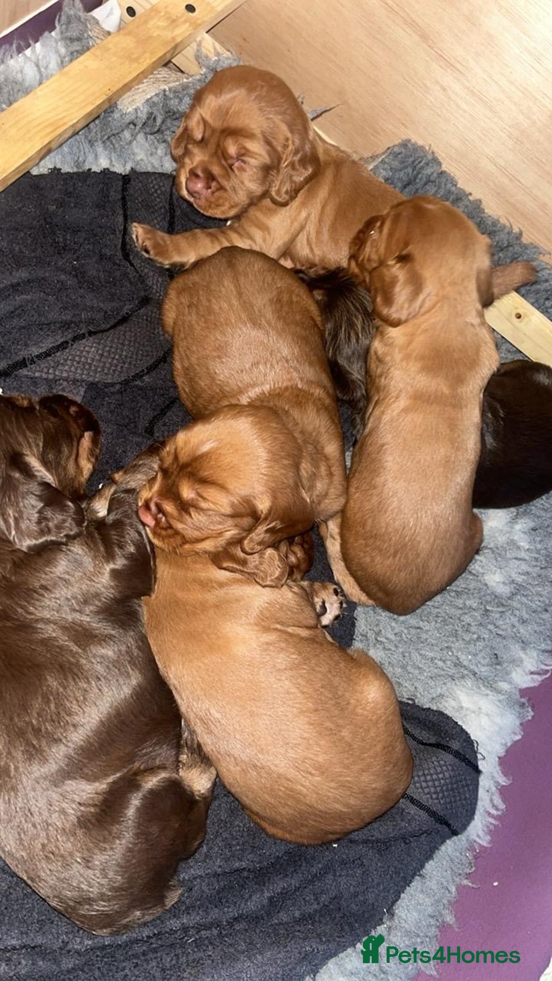 Cocker Spaniel dogs for sale: Working cocker spaniel pups  - Image 6