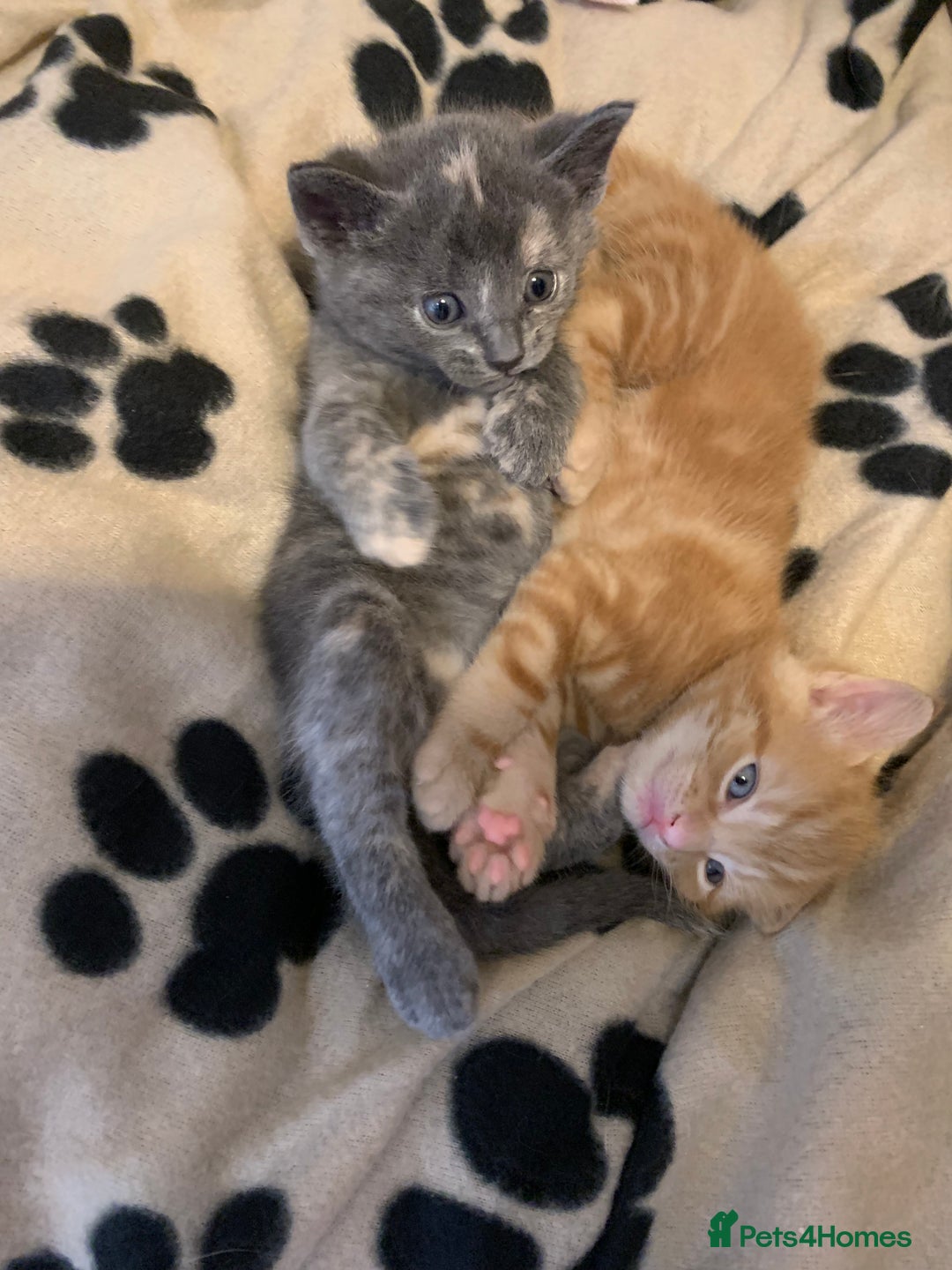Mixed Breed cats for sale: 5 beautiful mixed British short hair  ✨ - Image 32