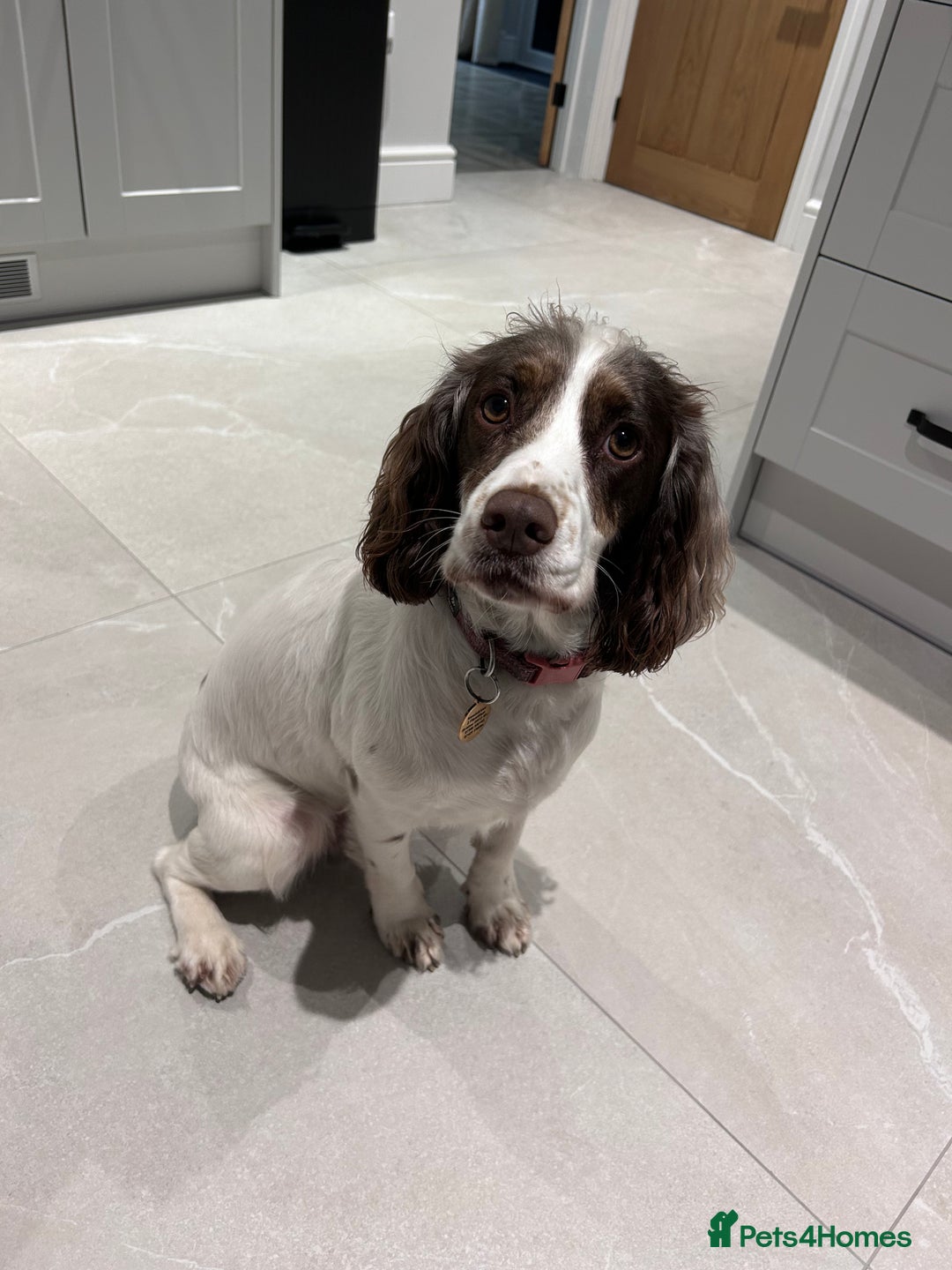 Cocker Spaniel dogs for sale: Working Cocker Spaniel Puppies - Advert 22