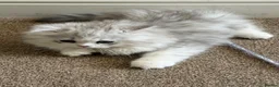 Persian cats for sale: Female kitten  in London - Advert 8