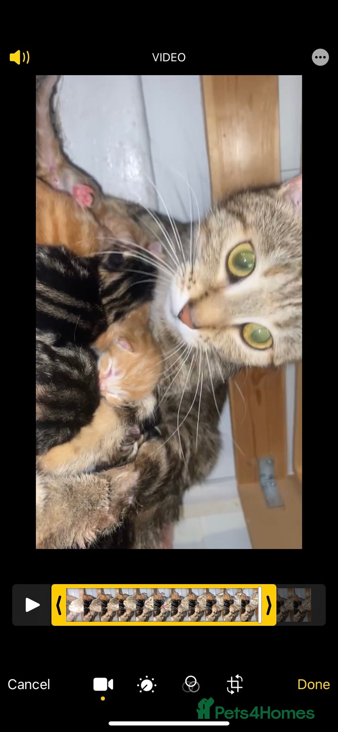 Bengal cats for sale: Beautiful little Boy half began half tabby  - Image 2