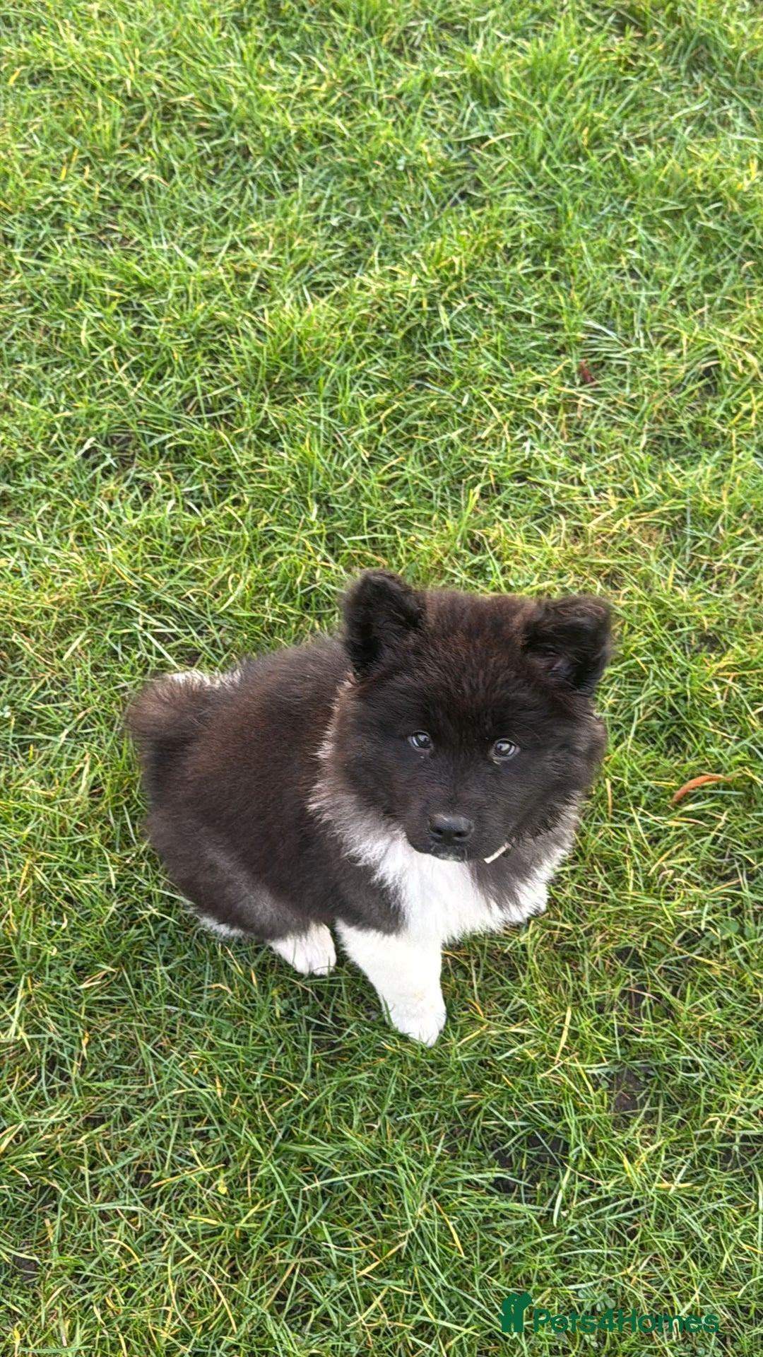 Akita dogs for sale: Long haired Akita female  - Advert 2