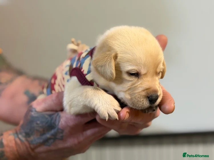 Labrador Retriever dogs for sale: Labrador puppies for sale  - Advert 2
