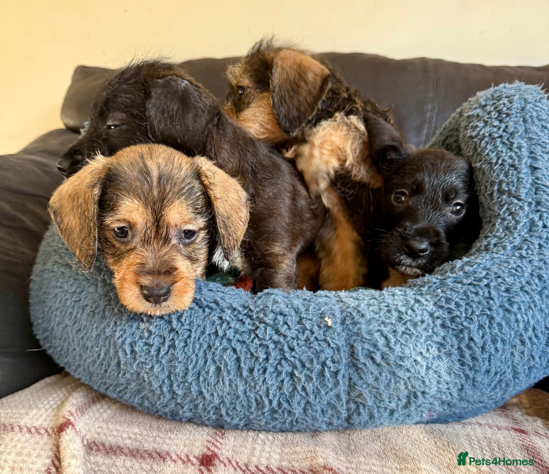 Dachshund dogs for sale: Wire haired dachshund puppies  - Advert 1