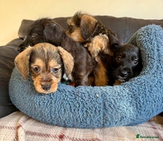Dachshund dogs Wire haired dachshund puppies 🐾❤️ - Advert 6