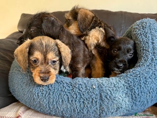 Dachshund dogs for sale: Wire haired dachshund puppies - Advert 1