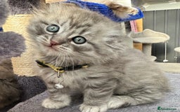 Scottish Fold cats for sale: Stunningly beautiful Scottish Fold x Ragdoll  - Image 12