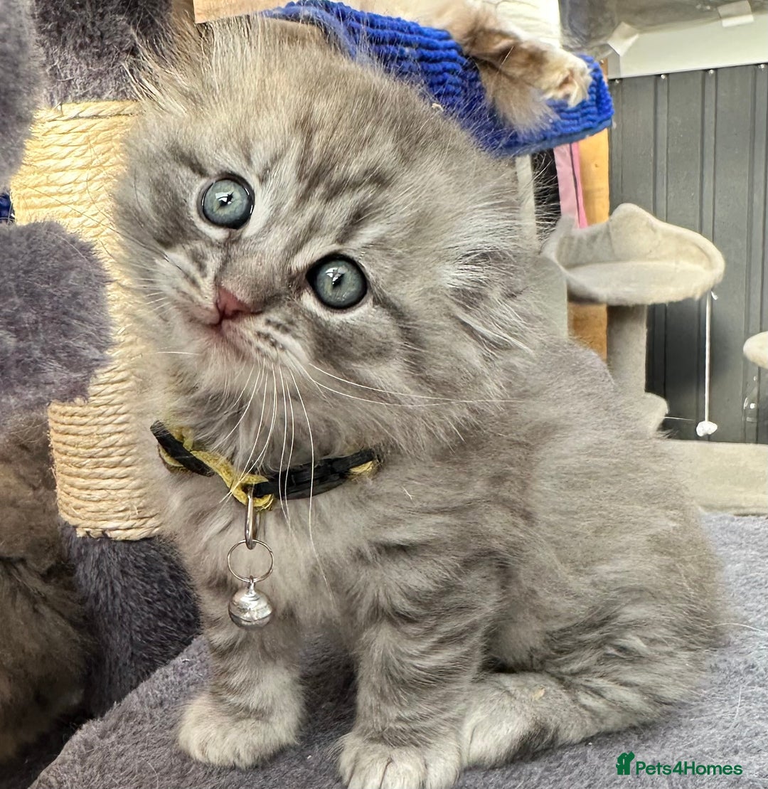 Scottish Fold cats for sale: Stunningly beautiful Scottish Fold x Ragdoll  - Image 12