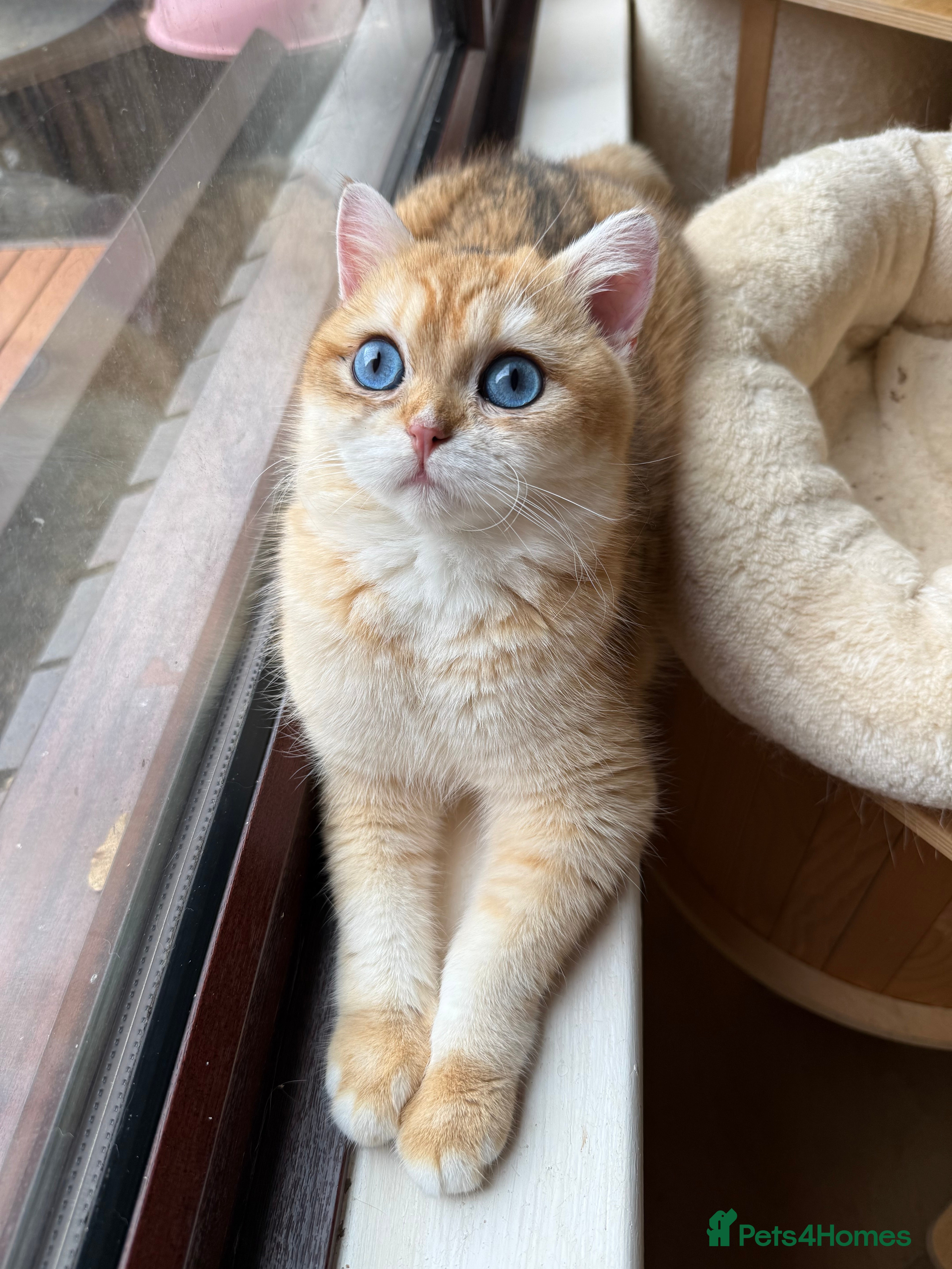 British Shorthair cats GCCF reg BSH Chocolate Gold Blue Eyes Male Kitten - Advert 6