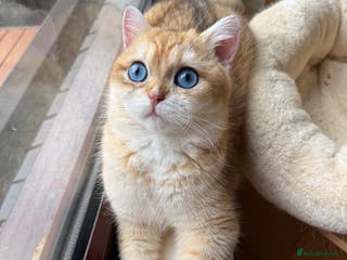 British Shorthair cats GCCF reg BSH Chocolate Gold Blue Eyes Male Kitten - Advert 6