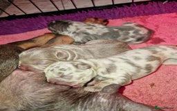 French Bulldog dogs for stud: New shade fluffy merle  in Sheffield - Image 12