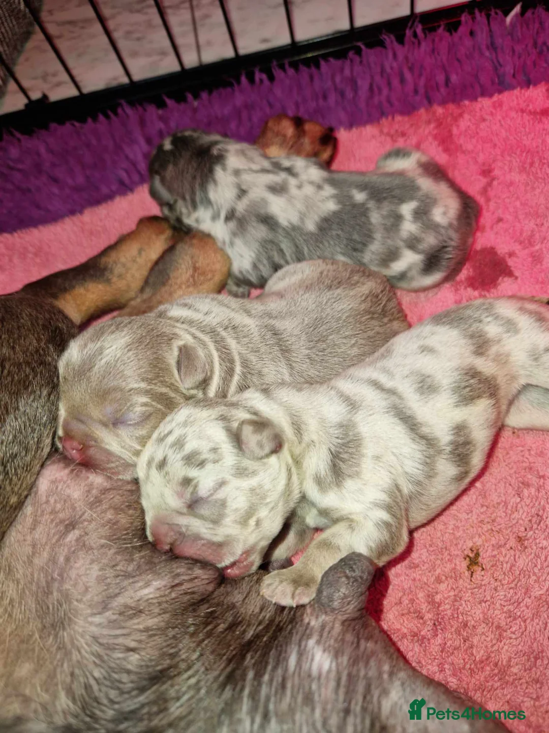 French Bulldog dogs for stud: New shade fluffy merle  in Sheffield - Advert 12