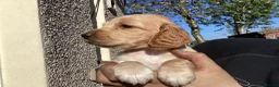 Cocker Spaniel dogs for sale: STUNNING COCKER SPANIEL PUPS  - Advert 1