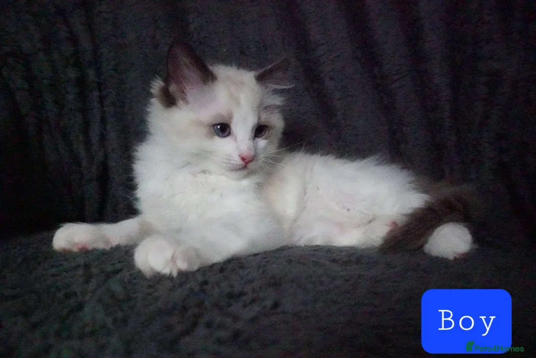 Ragdoll cats for sale: Six Ragdoll Kittens - Advert 12